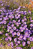 ASTER DUMOSUS LADY IN BLUE