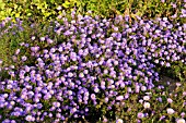 ASTER DUMOSUS LADY IN BLUE