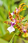 MILTONIA CLOWESII