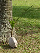 COCOS NUCIFERA, COCONUT TREE