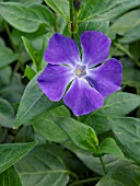 VINCA DIFFORMIS, PERIWINKLE