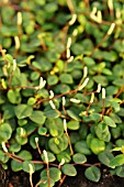 PEPEROMIA PERCILIATA