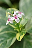 PSEUDERANTHEMUM, (SYN. ERANTHEMUM)