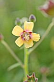 ABUTILON THEOPHRASTII