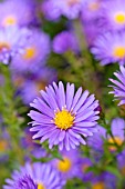 ASTER DUMOSUS LADY IN BLUE