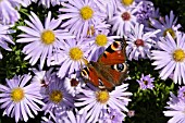 ASTER DUMOSUS SILBERBLAUKISSEN AND INACHIS IO