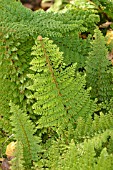 POLYSTICHUM SETIFERUM PLUMOSUM DENSUM