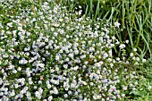 ASTER ERICOIDES ERLKOENIG