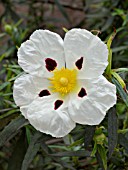 CISTUS LADANIFER