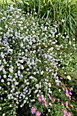 ASTER ERICOIDES ERLKOENIG