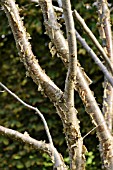 BETULA ALLEGHANIENSIS