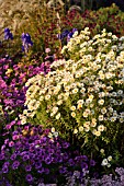 ASTER NOVAE-ANGLIAE HERBSTSCHNEE