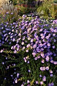 ASTER NOVI-BELGII DAUERBLAU