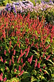 BISTORTA AMPLEXICAULIS FIRETAIL, (SYN. POLYGONUM AMPLEXICAULE FIRETAIL)