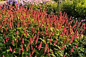 BISTORTA AMPLEXICAULIS FIRETAIL, (SYN. POLYGONUM AMPLEXICAULE FIRETAIL)