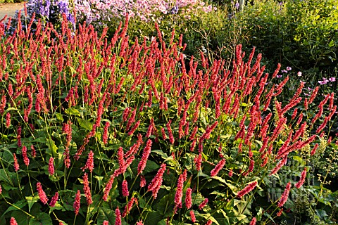 BISTORTA_AMPLEXICAULIS_FIRETAIL_SYN_POLYGONUM_AMPLEXICAULE_FIRETAIL