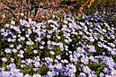 ASTER DUMOSUS SILBERTEPPICH