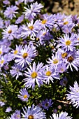 ASTER DUMOSUS SILBERTEPPICH