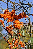 HIPPOPHAE RHAMNOIDES