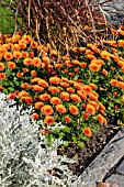 CHRYSANTHEMUM