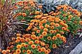 CHRYSANTHEMUM