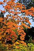 ENKIANTHUS PERULATUS