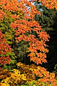 ENKIANTHUS PERULATUS