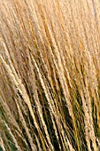 CALAMAGROSTIS X ACUTIFLORA KARL FOERSTER