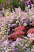 ASTER ERICOIDES LOVELY AND SEDUM TELEPHIUM HERBSTFREUDE, (SYN. HYLOTELEPHIUM TELEPHIUM HERBSTFREUDE)