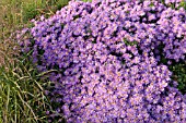 ASTER NOVI-BELGII BLUETENMEER