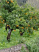 CITRUS SINENSIS, ORANGE