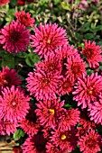 CHRYSANTHEMUM INDICUM TWINKLE