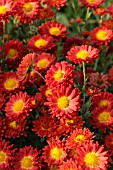 CHRYSANTHEMUM INDICUM RUMPELSTILZCHEN