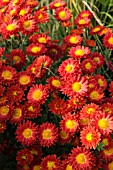 CHRYSANTHEMUM INDICUM RUMPELSTILZCHEN