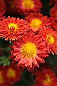 CHRYSANTHEMUM INDICUM RUMPELSTILZCHEN