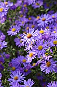 ASTER NOVI-BELGII DAUERBLAU