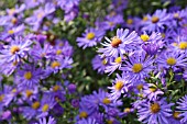 ASTER NOVI-BELGII DAUERBLAU