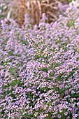 ASTER ERICOIDES LOVELY