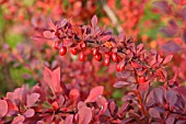 BERBERIS THUNBERGII ATROPURPUREA