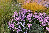 PENNISETUM ALOPECUROIDES, (SYN. PENNISETUM COMPRESSUM), ASTER DUMOSUS HERBSTGRUSS VOM BRESSERHOF AND MOLINIA ARUNDINACEA