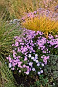 PENNISETUM ALOPECUROIDES, (SYN. PENNISETUM COMPRESSUM), ASTER DUMOSUS HERBSTGRUSS VOM BRESSERHOF AND MOLINIA ARUNDINACEA