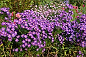 ASTER NOVI-BELGII VIOLETTA