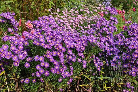 ASTER_NOVIBELGII_VIOLETTA