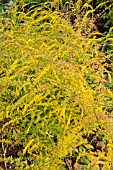 SOLIDAGO RUGOSA