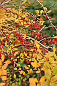 BERBERIS THUNBERGII