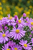 ASTER DUMOSUS HERBSTGRUSS VOM BRESSERHOF