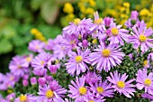 ASTER DUMOSUS HERBSTGRUSS VOM BRESSERHOF