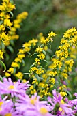 SOLIDAGO CAESIA