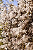CLEMATIS GLAUCA