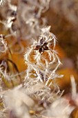 CLEMATIS MANDSHURICA